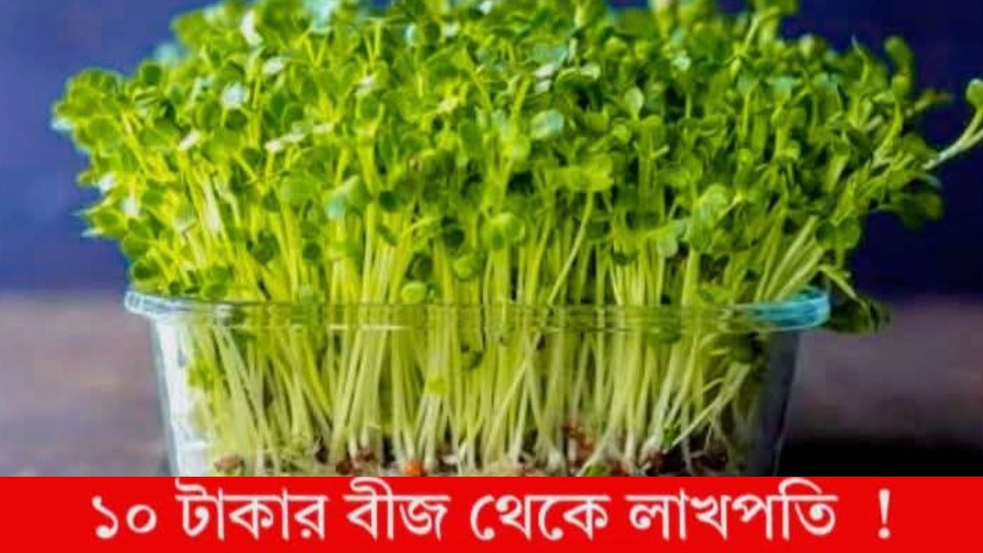 Microgreen Cultivation